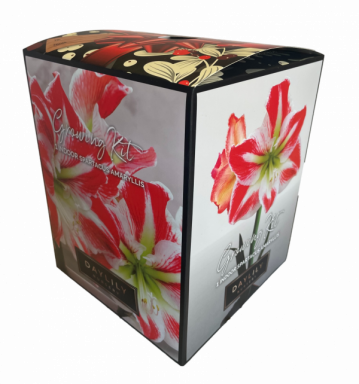 Indoor Amaryllis Kit – Spartacus – Red and White